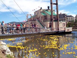 ducky race.jpg