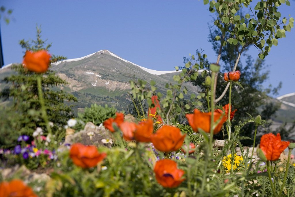 Breck flowers.jpg